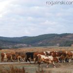 Romania, Rumunia,Rumuniya, Transilvania, Siedmiogrod, cows, landscape, rolnictwo