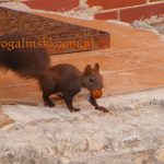 squirrel, wiewiorka, Eichhornchen, Sciurus, Veverka, Scoiattolo, ecureuil, ardilla