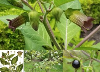 Pokrzyk wilcza jagoda – Atropa belladonna