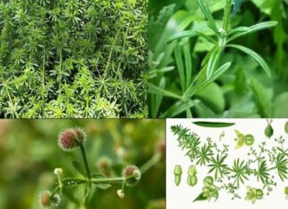 Czepne ziele – przytulia czepna (Galium aparine)